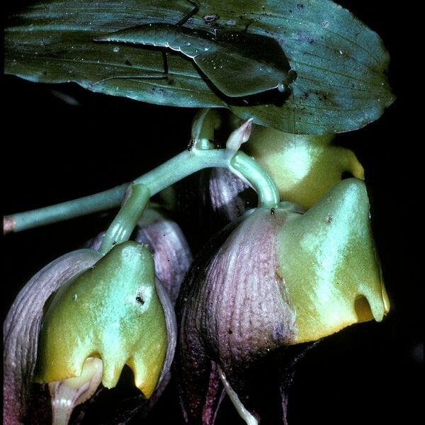 Catasetum macrocarpum Flower