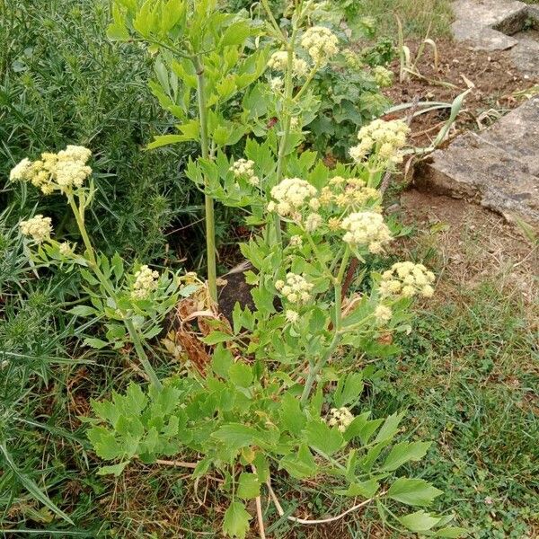 Levisticum officinale Pokrój