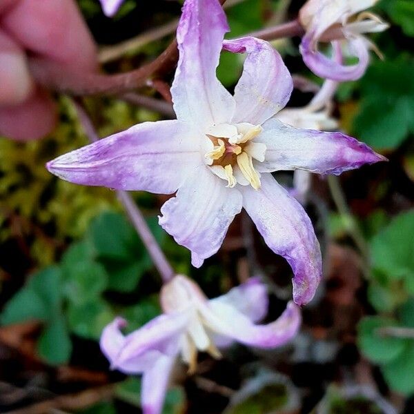 Scilla luciliae Квітка