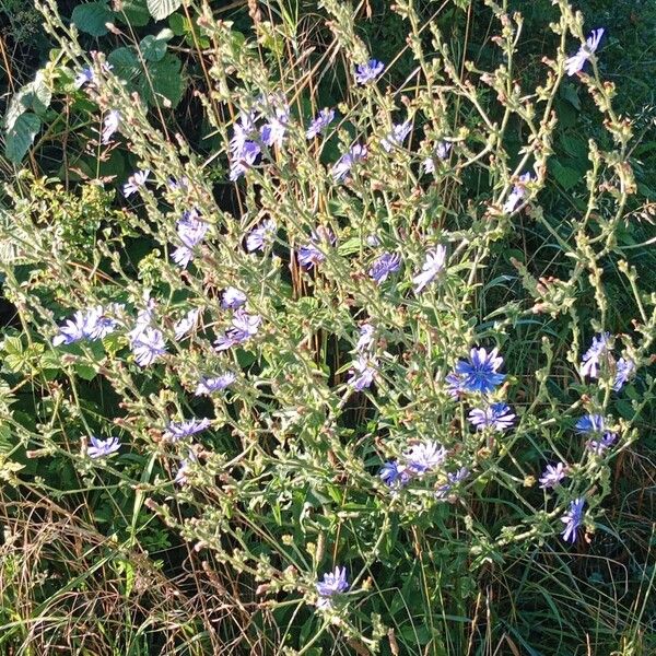 Cichorium endivia ശീലം