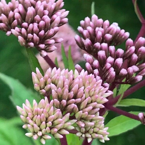 Eupatorium cannabinum Flower