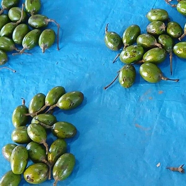 Phoebe cooperiana Fruit