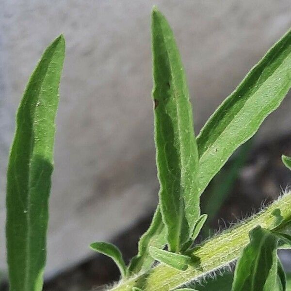 Erigeron sumatrensis Leaf