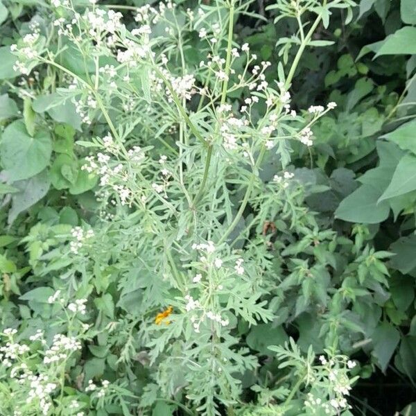 Parthenium hysterophorus Plante entière