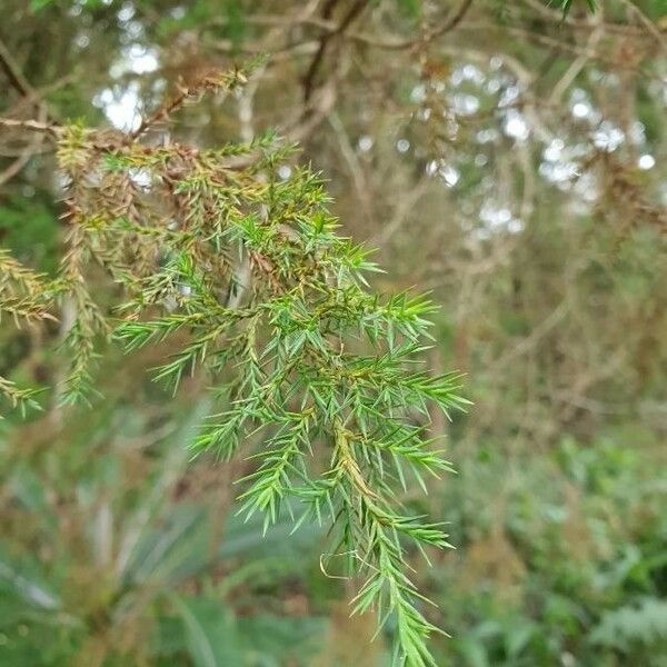 Juniperus procera Lehti