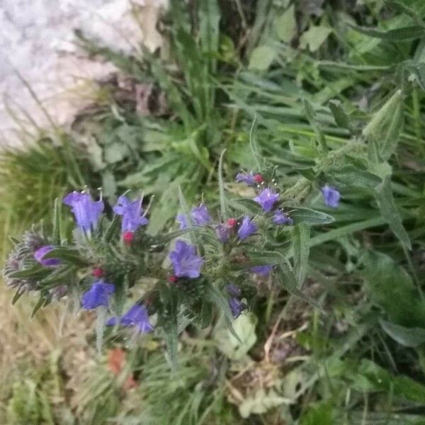 Echium vulgare Blüte