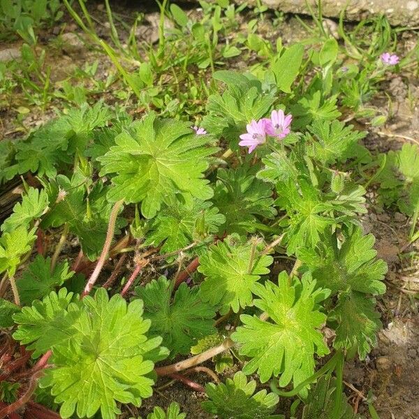 Geranium pusillum 葉