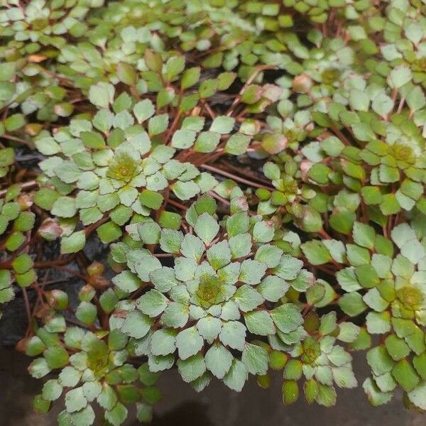 Ludwigia sedoides برگ