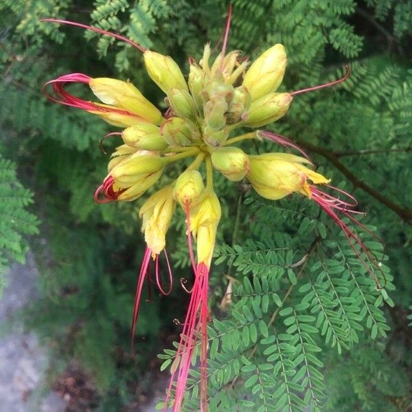 Erythrostemon gilliesii Квітка
