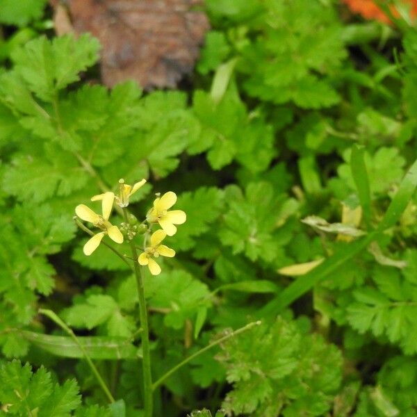 Brassica tournefortii Floro