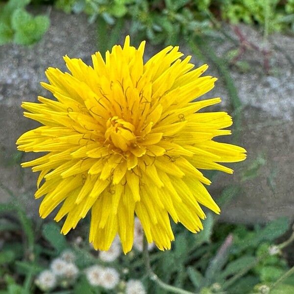 Reichardia picroides Flower