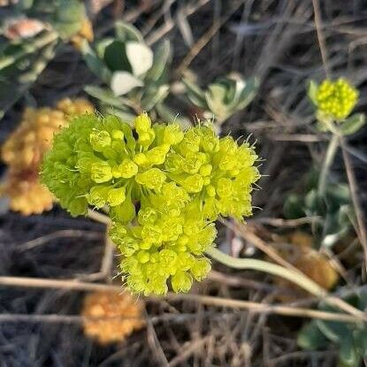 Eriogonum umbellatum Flor