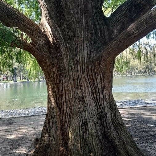 Taxodium distichum Bark