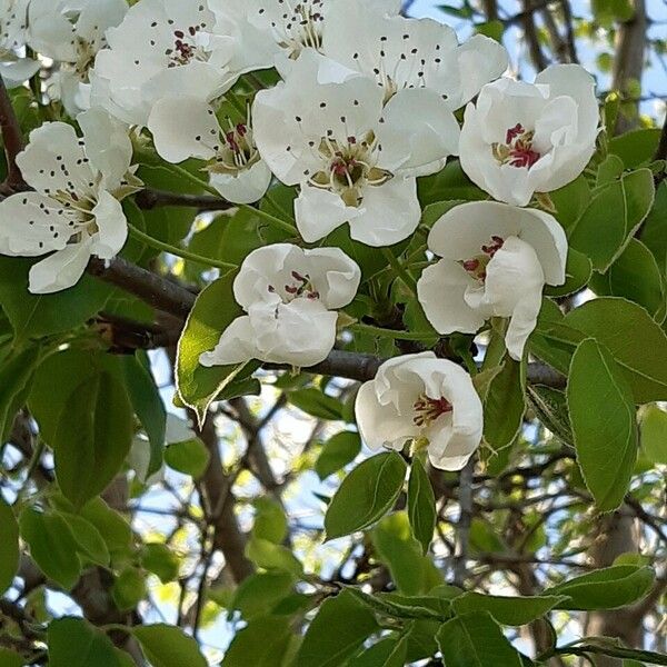 Pyrus communis Kwiat