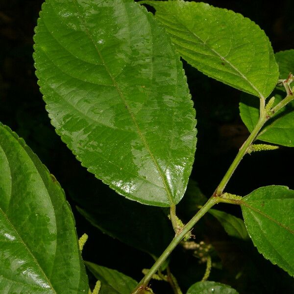 Acalypha diversifolia Leht