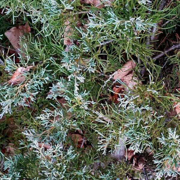 Juniperus sabina Feuille