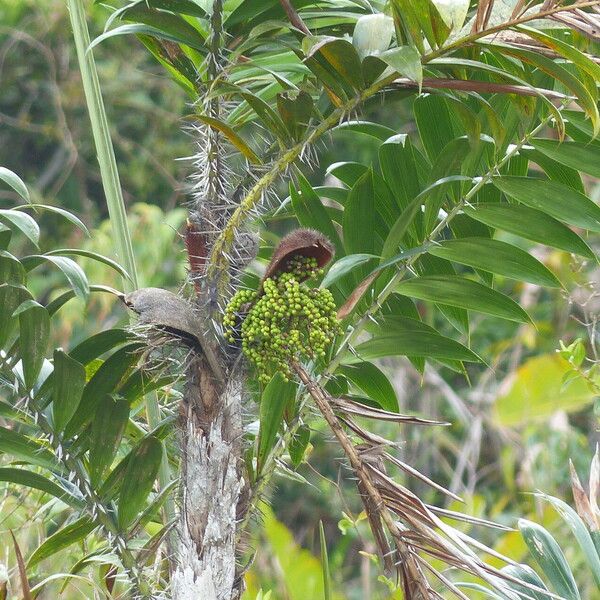 Bactris campestris Φρούτο