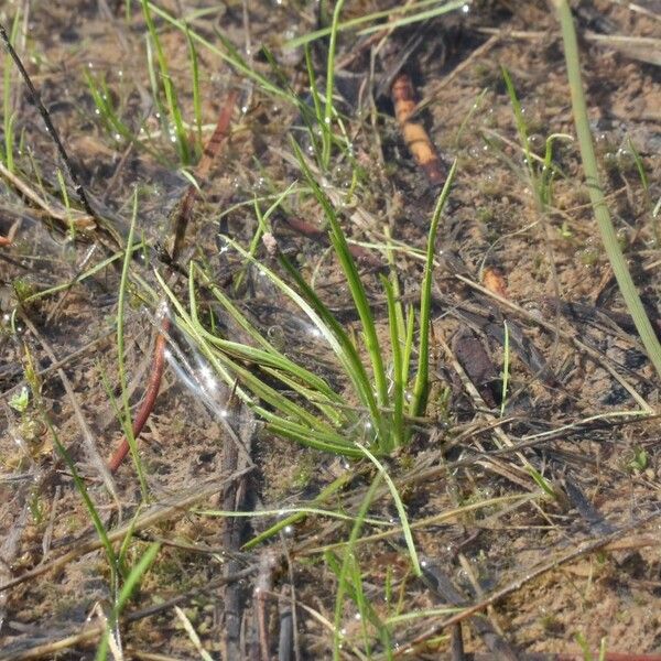 Isoetes longissima Habit