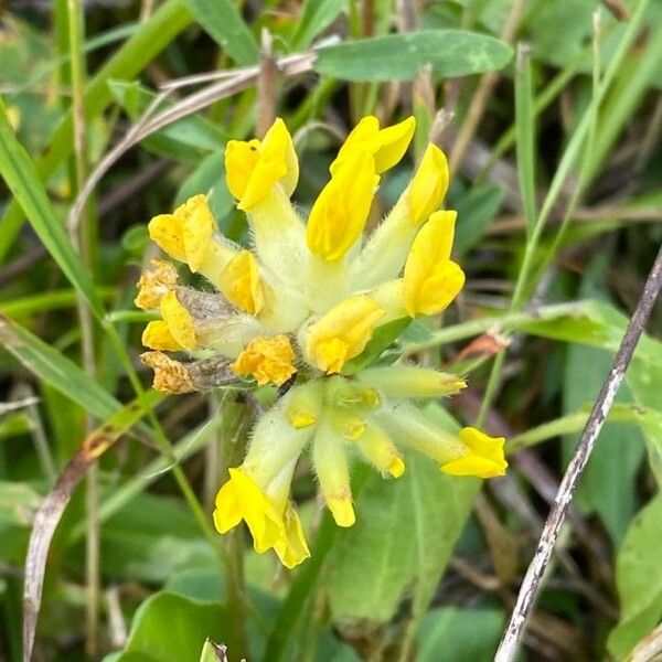 Anthyllis vulneraria Flower