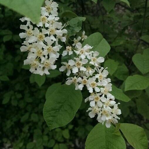 Prunus padus Fleur