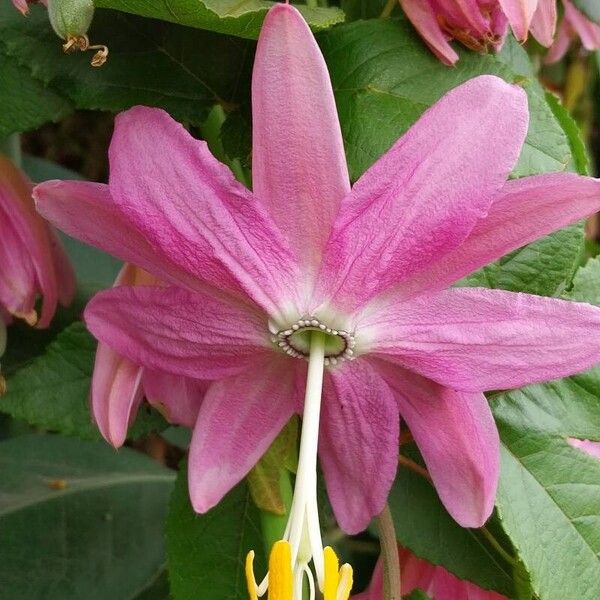 Passiflora tripartita 花