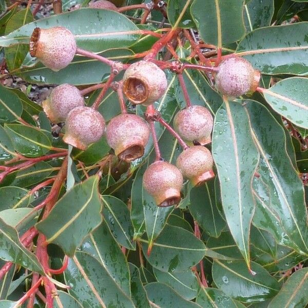 Corymbia ficifolia Fruit