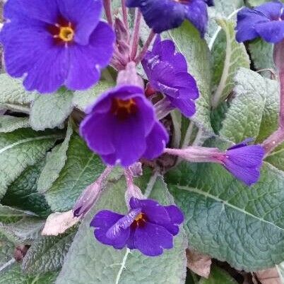 Primula × polyantha Flower