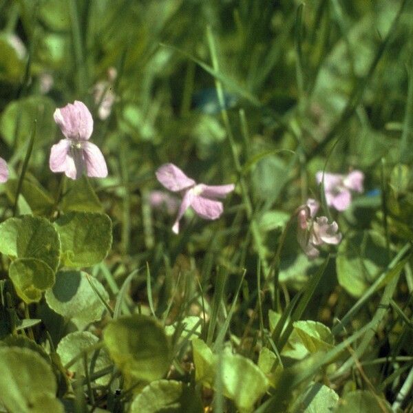 Viola walteri Costuma