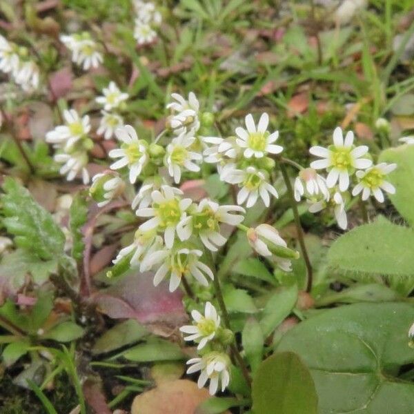 Draba verna Flower