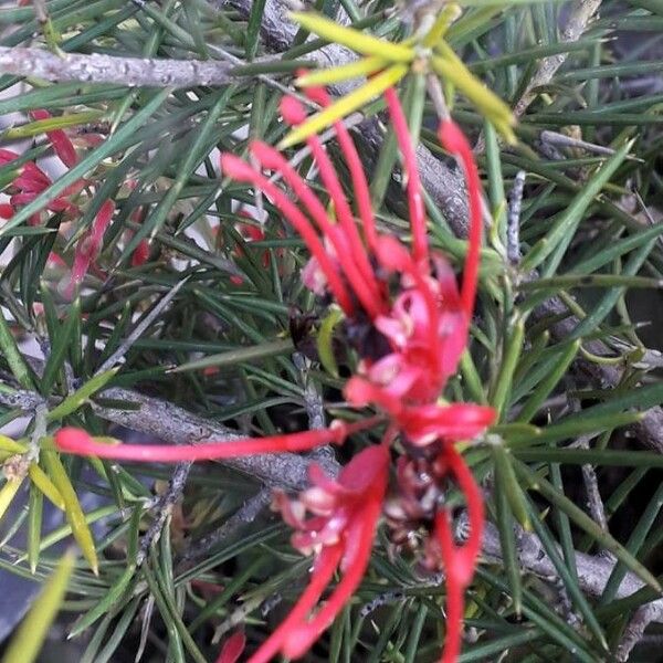 Grevillea rosmarinifolia Flower