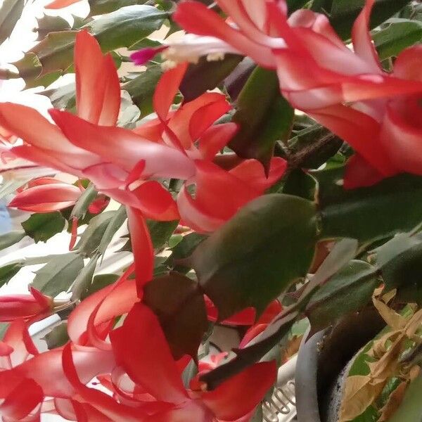 Schlumbergera truncata Blodyn