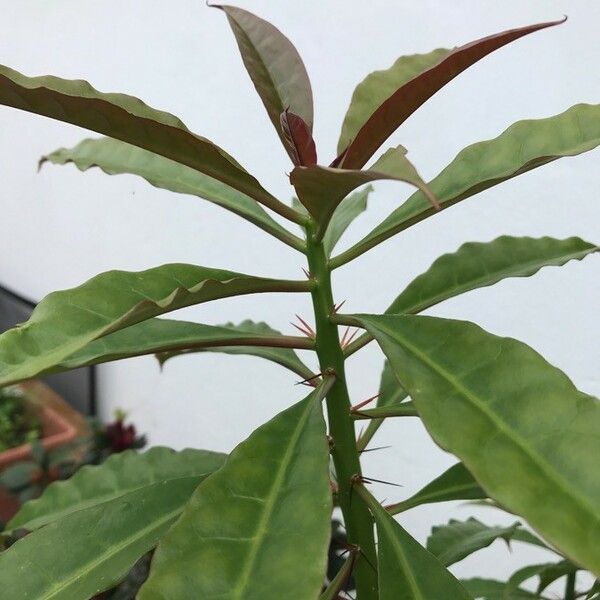 Pereskia bleo Leaf