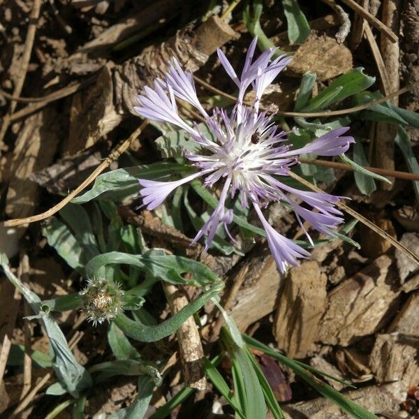 Centaurea pullata Blüte