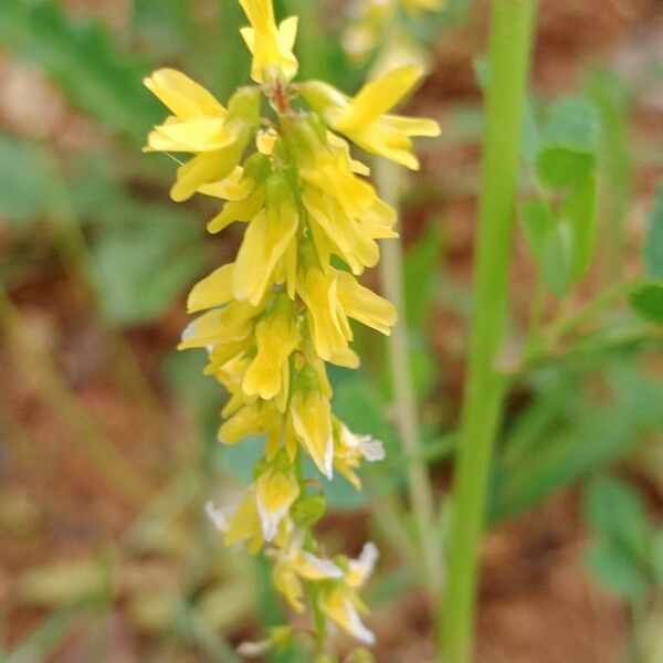 Melilotus officinalis Blomst