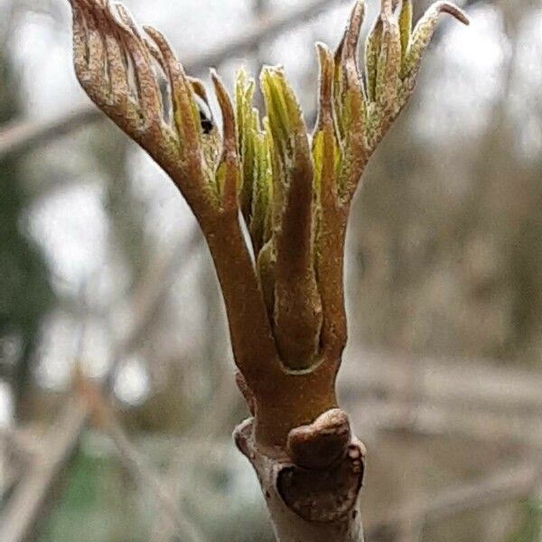 Tetradium daniellii Hoja