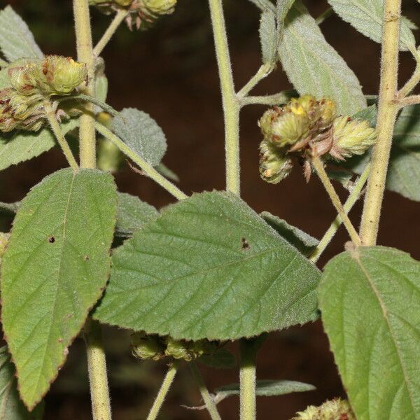 Waltheria indica Фрукт