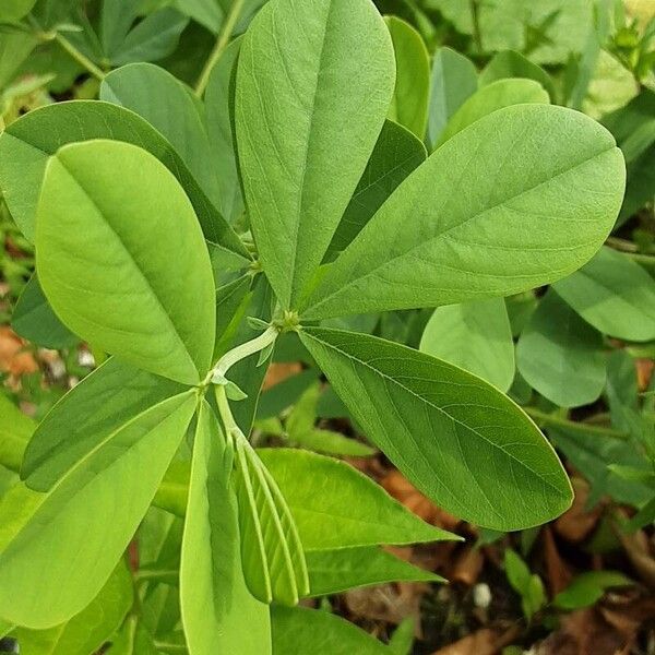 Baptisia australis Ліст