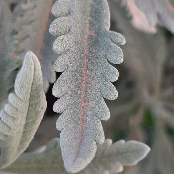 Lavandula dentata Blatt