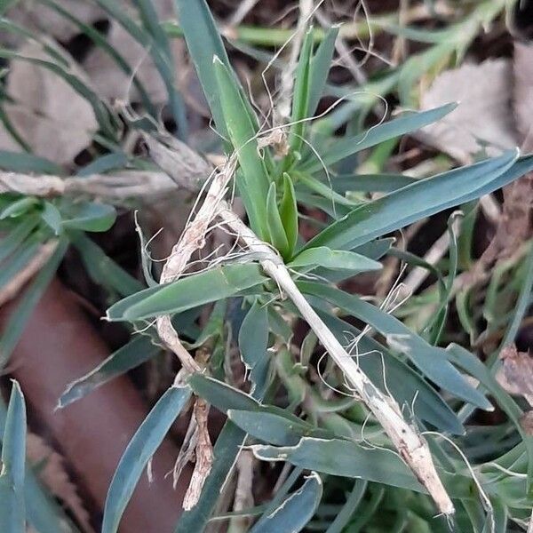 Dianthus caryophyllus Blad