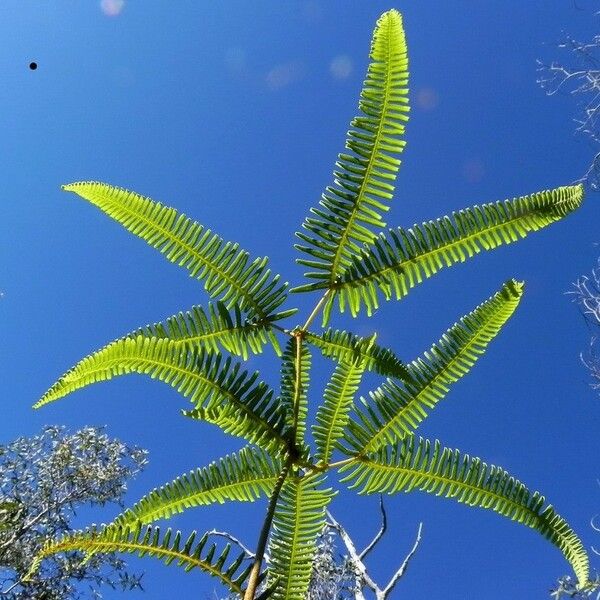 Dicranopteris linearis Habitat