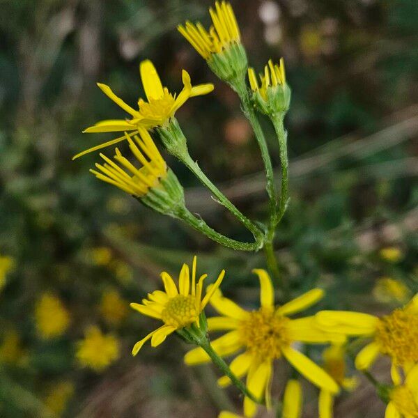 Jacobaea erucifolia Blomst