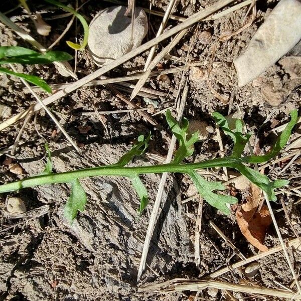 Lepidium coronopus Blatt