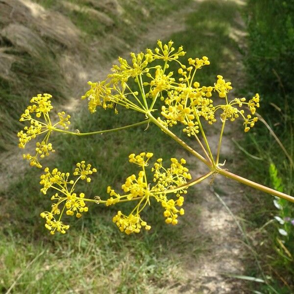 Opopanax chironium 花