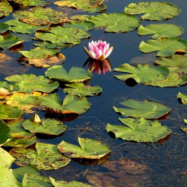 Nymphaea candida Fuelha