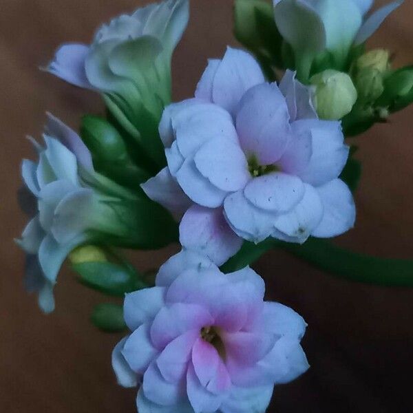 Kalanchoe blossfeldiana Fleur