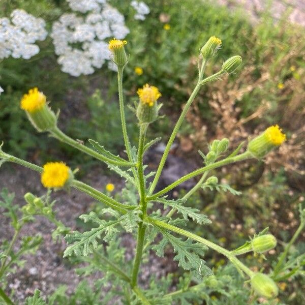 Senecio viscosus ফুল