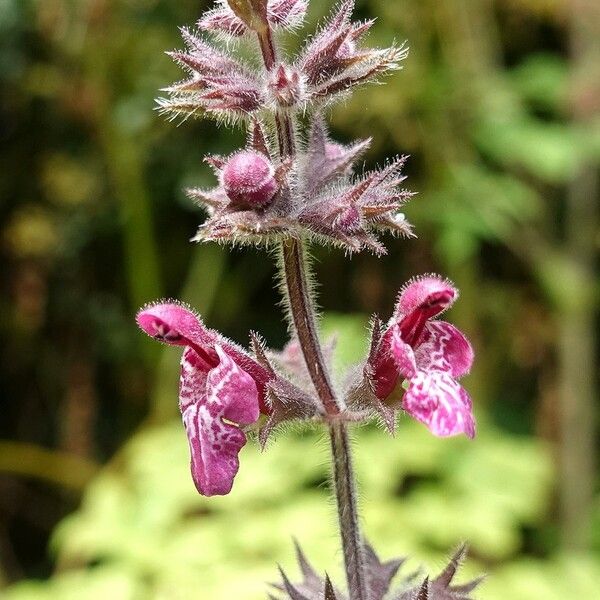 Stachys sylvatica Blüte