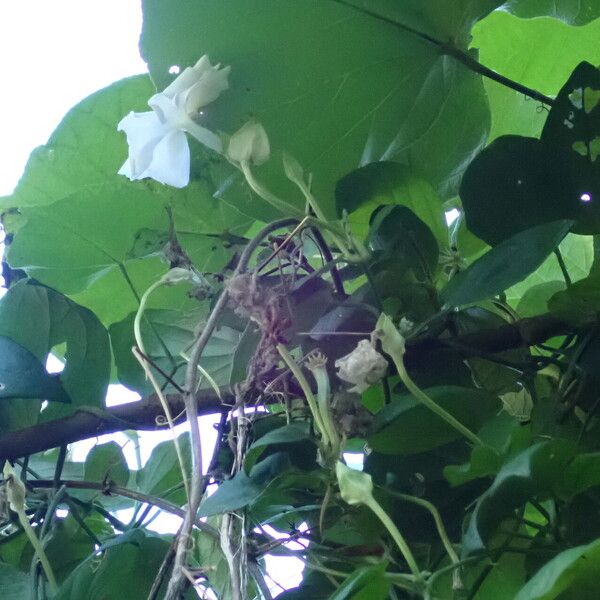 Thunbergia fragrans عادت