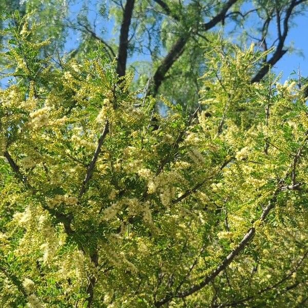 Acacia verticillata Blomst