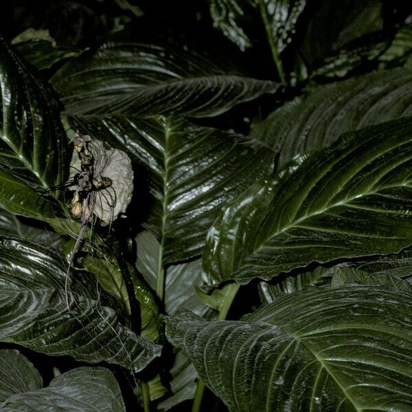 Tacca integrifolia Fiore